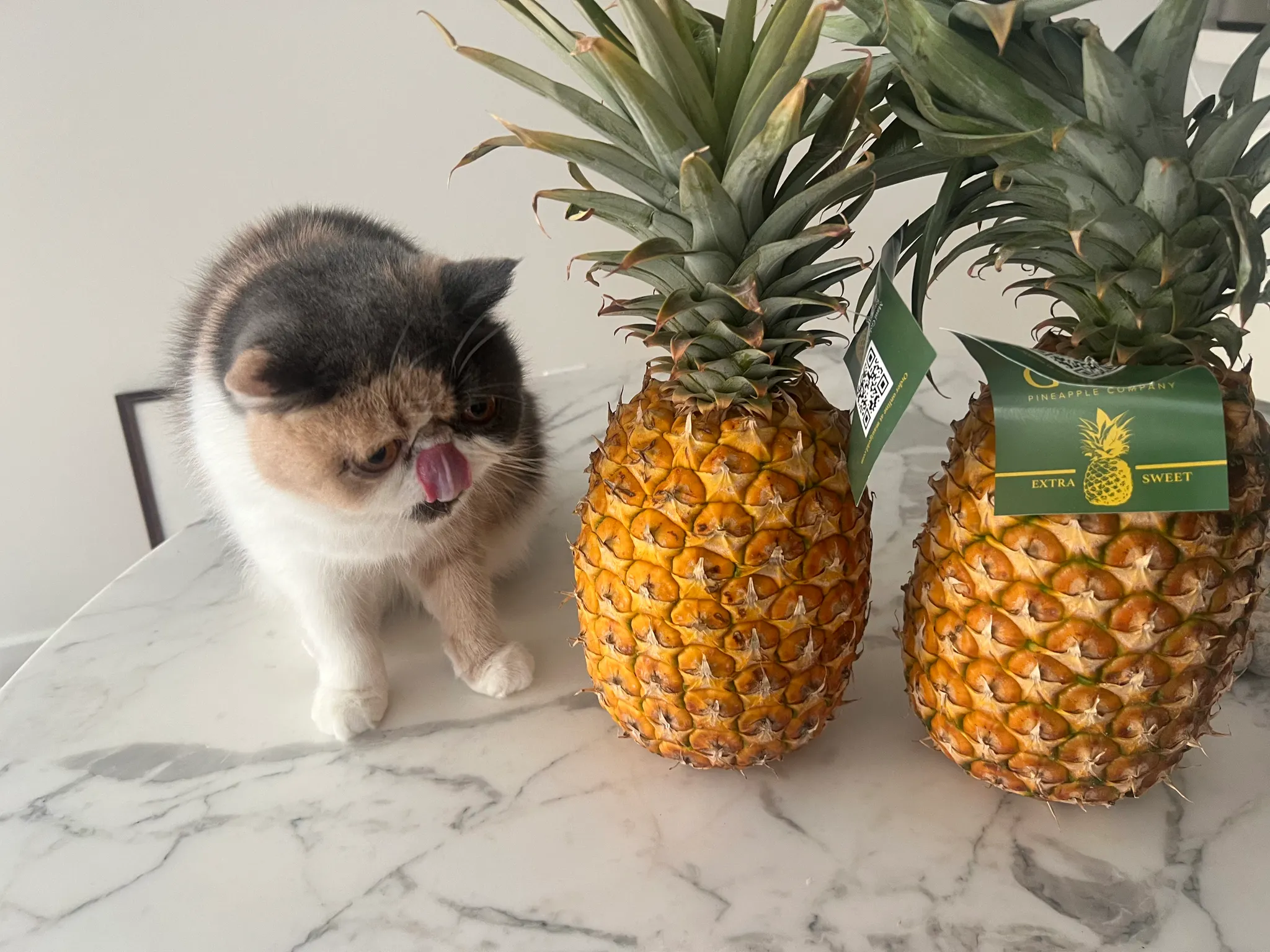 Coconut the cat beside two pineapples